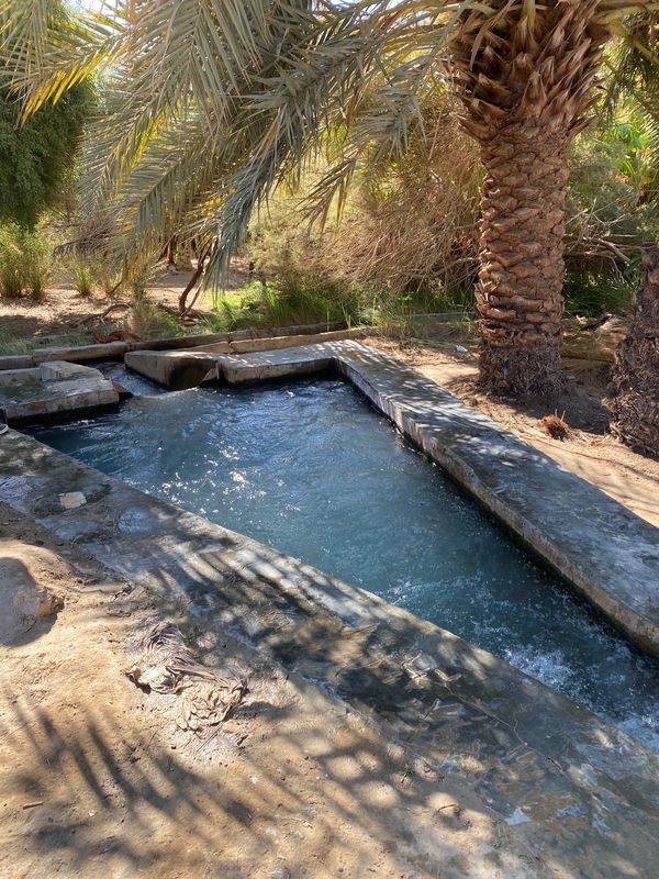 エジプト・カイロ「エジプト 砂漠キャンプの旅」の写真:砂漠の途中にあるオアシス(よくイメージす...