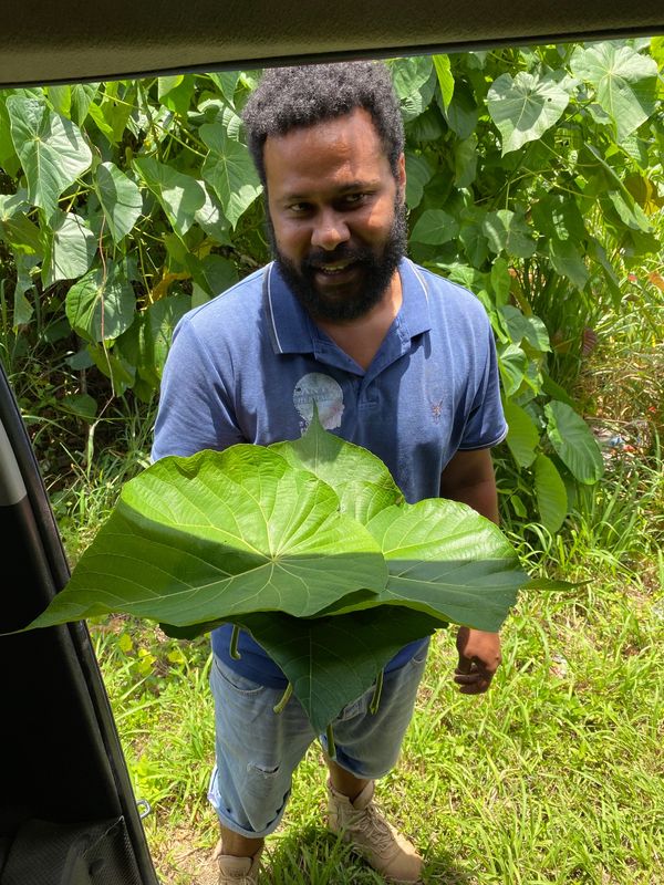 バヌアツ・タンナ島「バヌアツ大自然の旅」の写真：ちょこちょこ車を停めては色んなうんちくを...