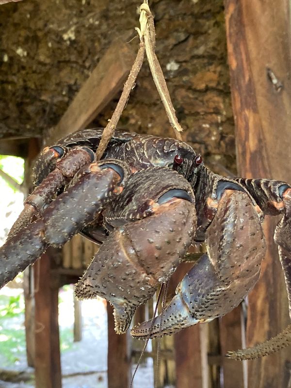 バヌアツ・タンナ島「バヌアツ大自然の旅」の写真：サミュエルがあまりに何度も勧めてくるもん...