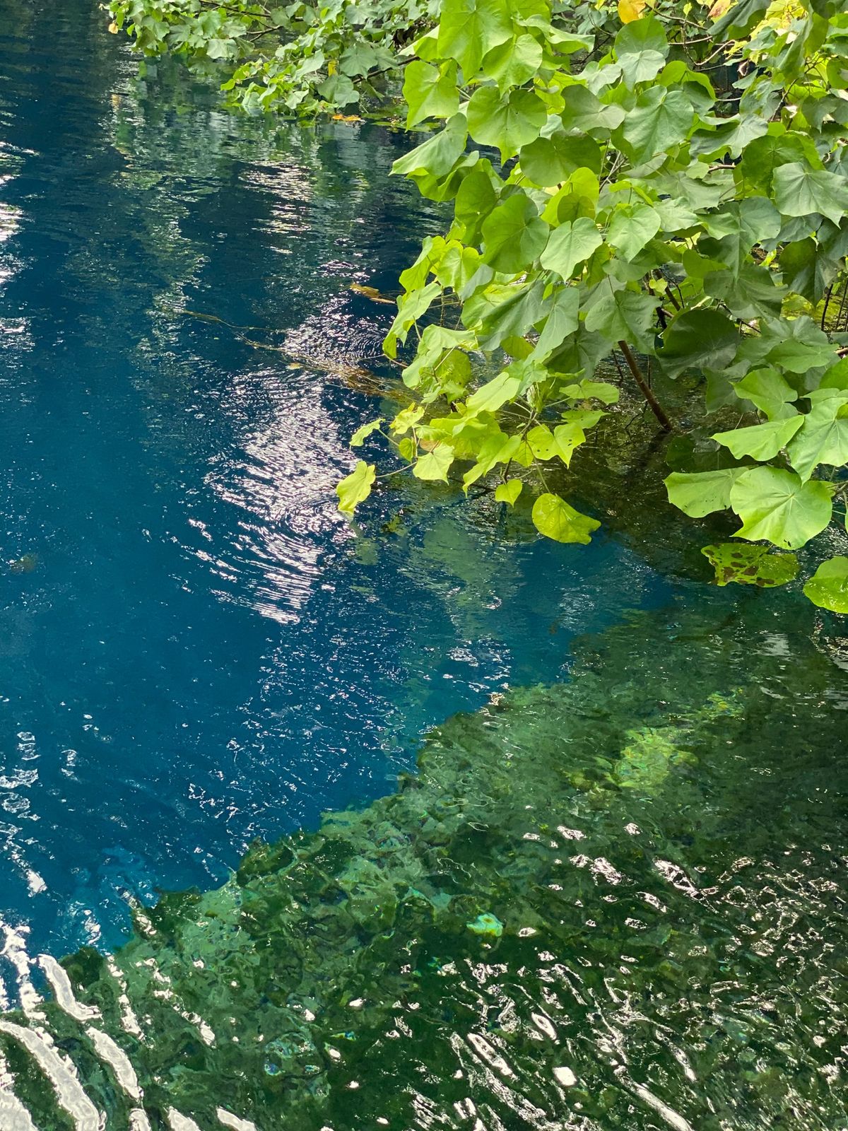 Nanda blue hole

サミュエル曰くここは海とつながっていて、...