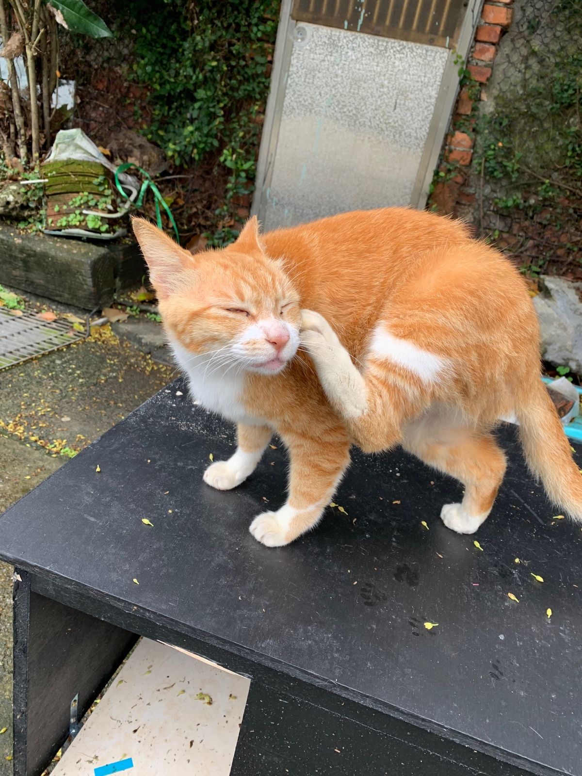 にゃんこ寄せ集め①