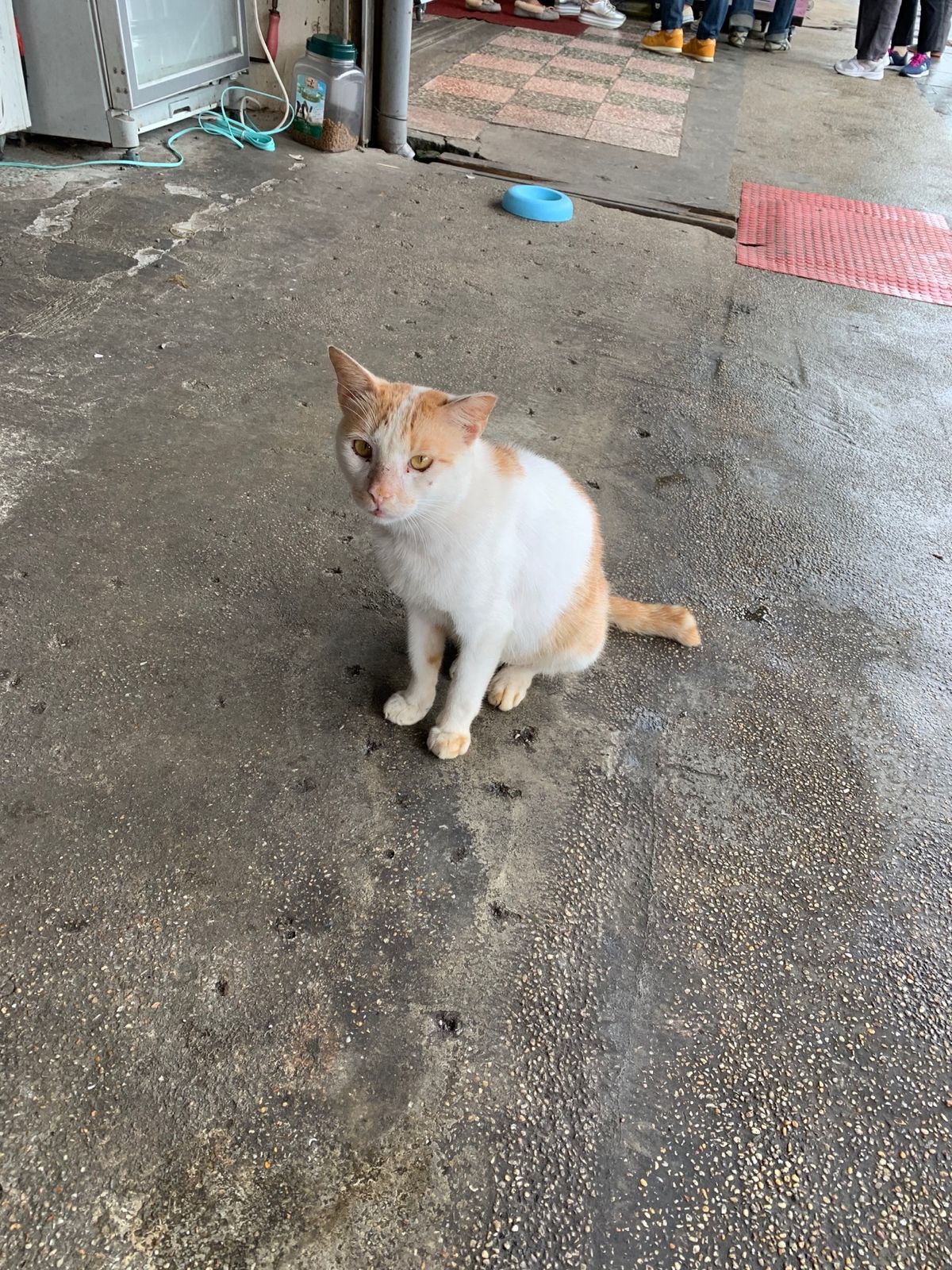 にゃんこ寄せ集め①