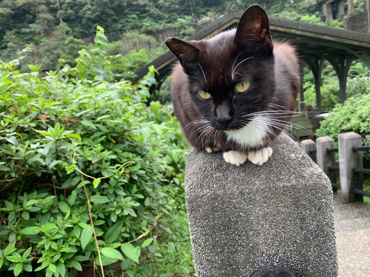 にゃんこ寄せ集め①