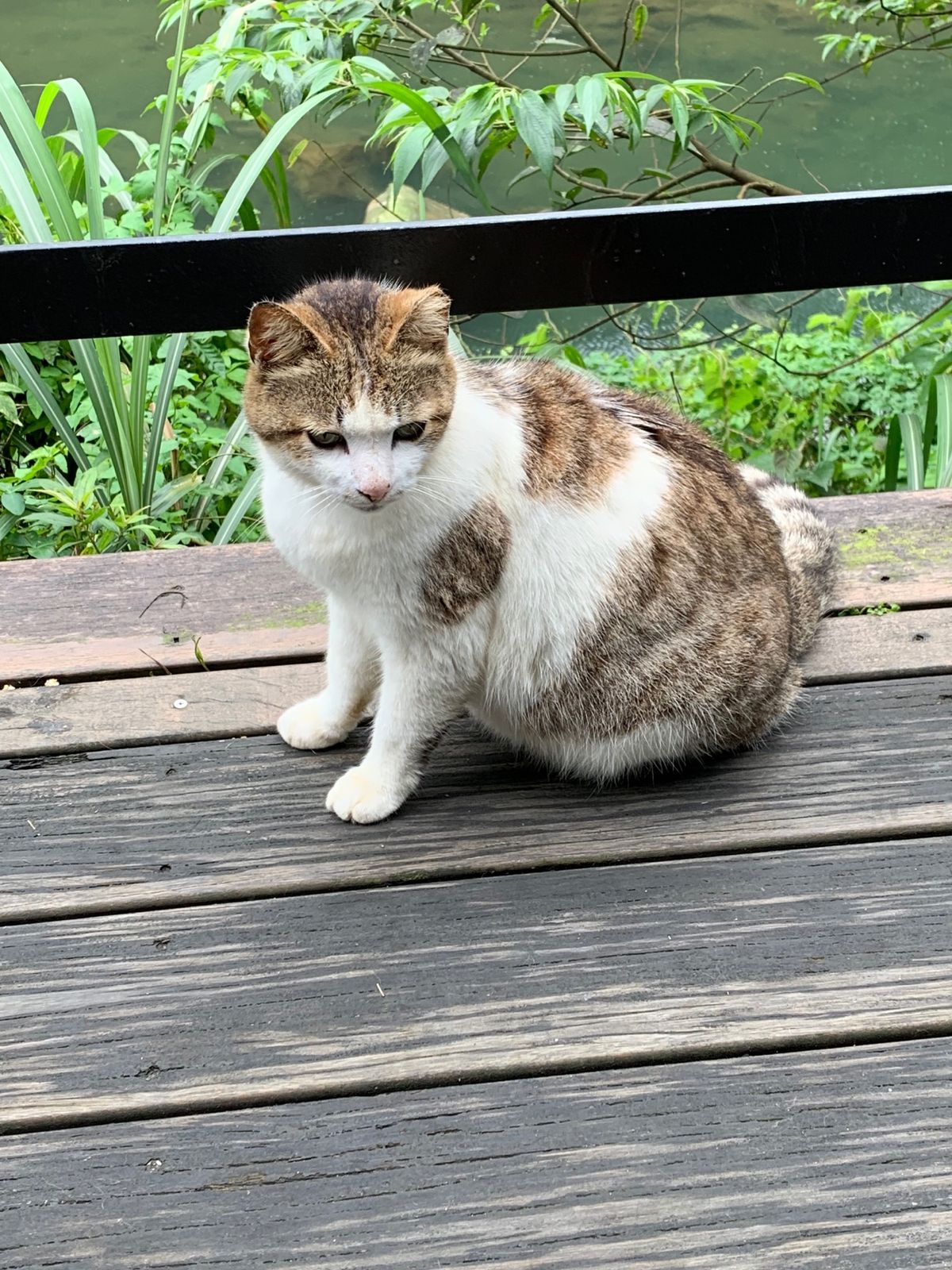 にゃんこ寄せ集め①