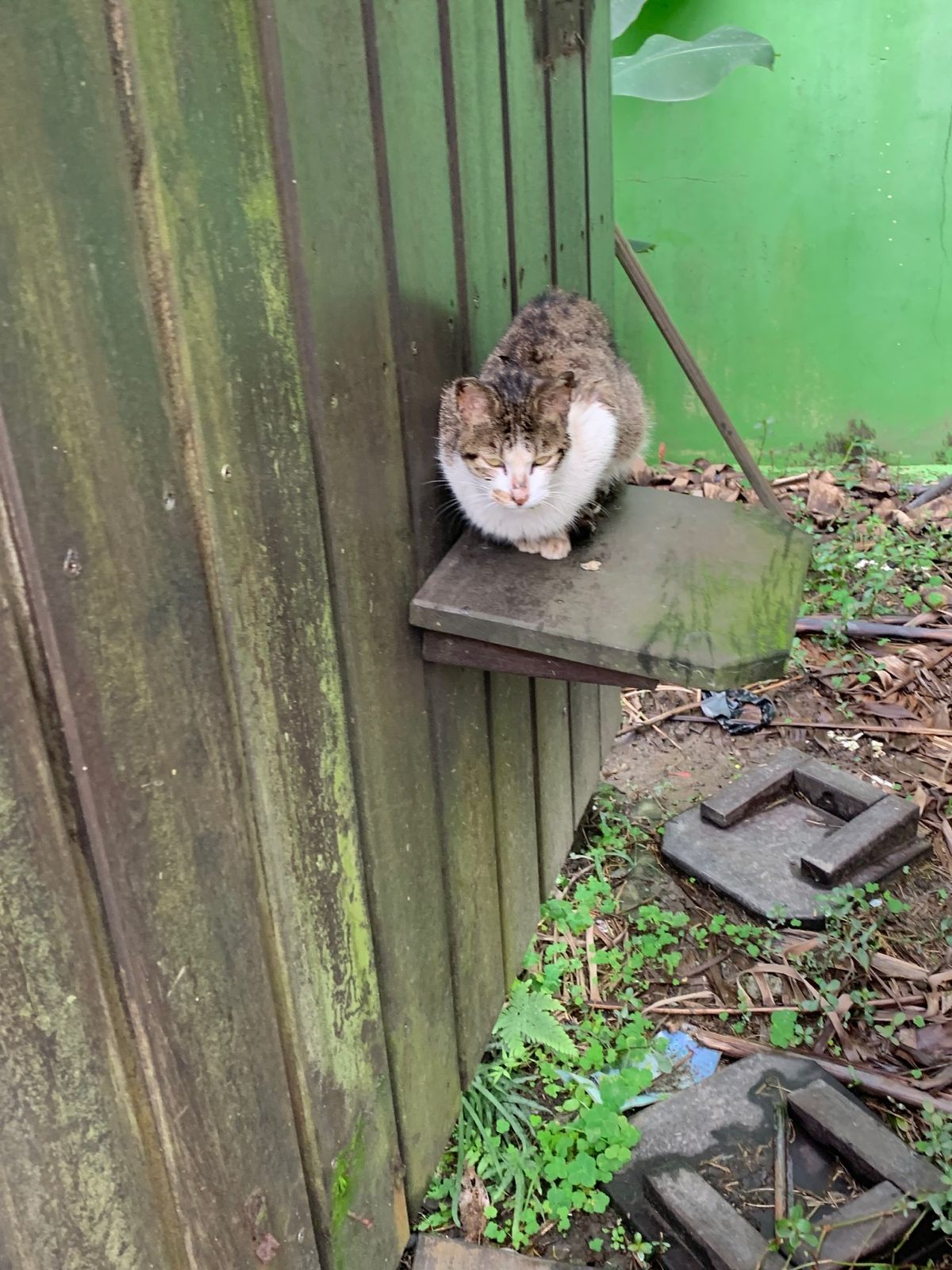 にゃんこ寄せ集め②