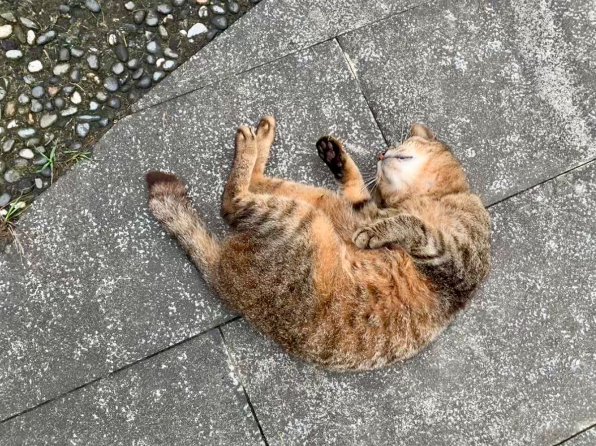 にゃんこ寄せ集め②