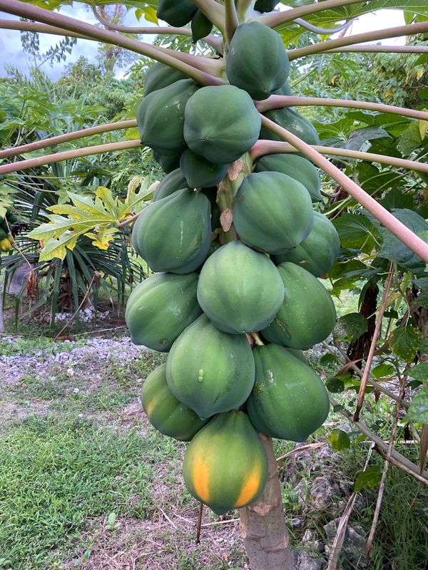 バヌアツ・タンナ島「バヌアツ大自然の旅」の写真：アオレ島の滞在中、今日は自炊にしようかな...