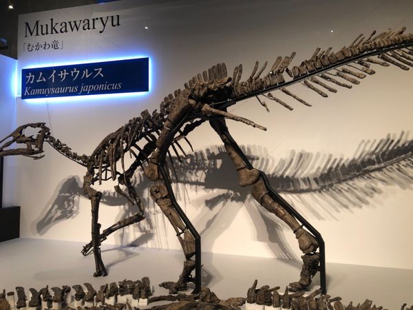 日本・国立科学博物館「デイノケイルス&カムイサウルス！！」の写真：ずっと観たかった「むかわ竜」改め「カムイ...