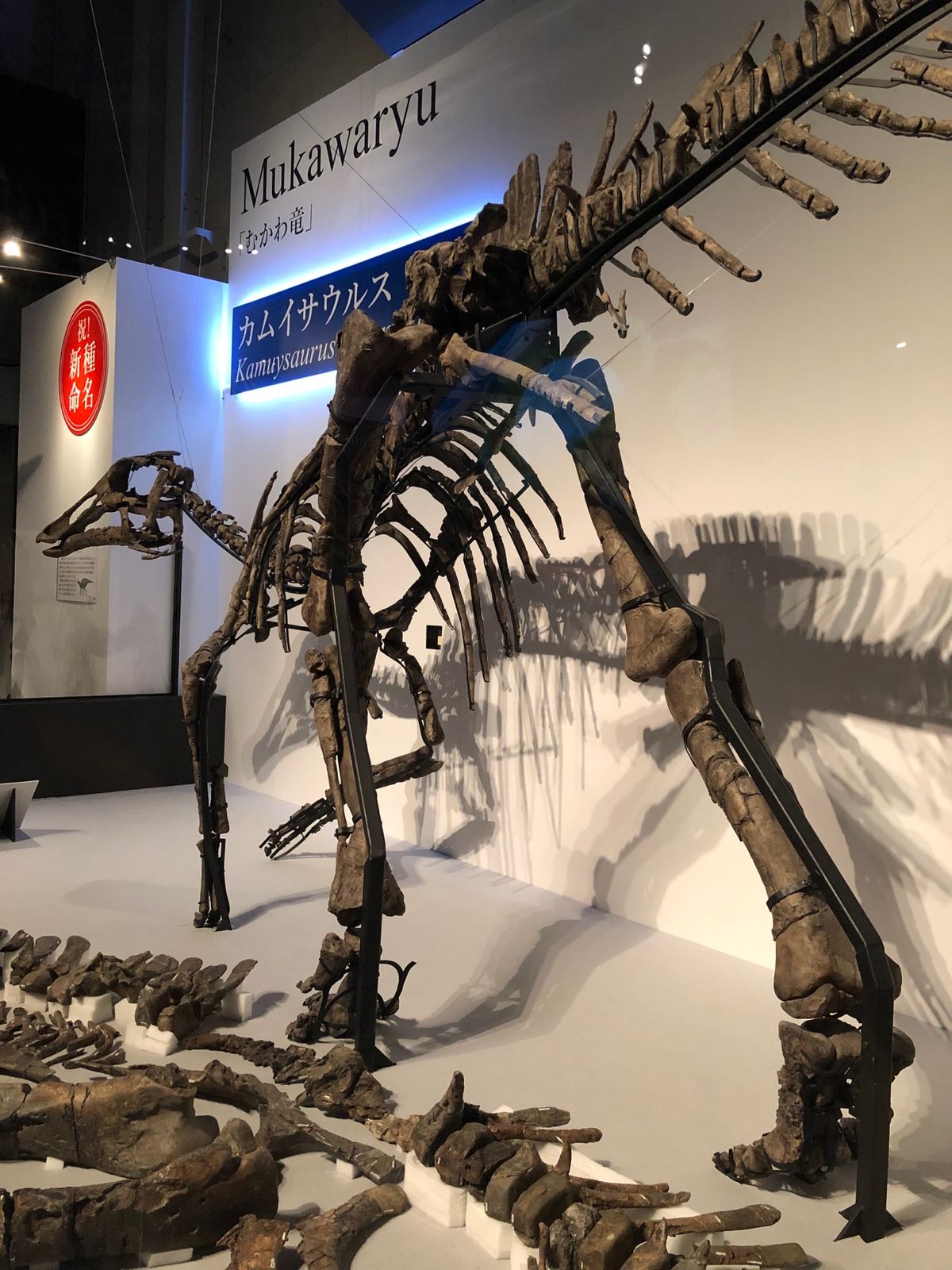 ずっと観たかった「むかわ竜」改め「カムイサウルス」の全身骨格
前脚が細かっ...
