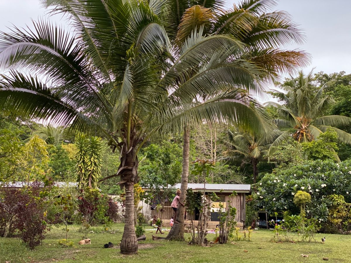 カヴァ作りを見学してるアジア人が珍しかったのか村人がわらわら寄ってきた〜
...