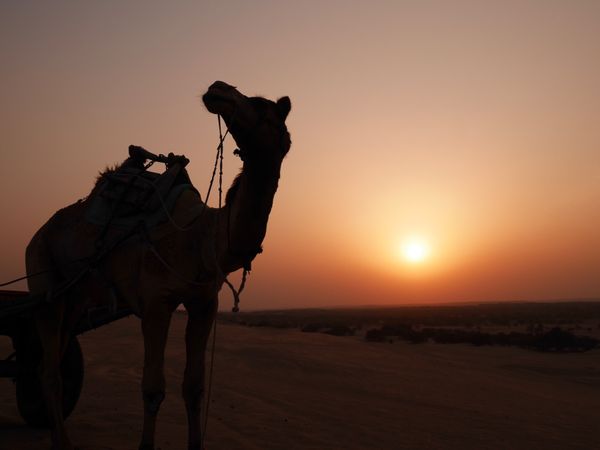 インド・デリー「インド」の写真：ジャイサルメール
