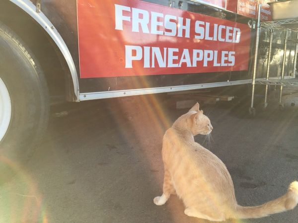 アメリカ(米国)「ホノルル合宿」の写真