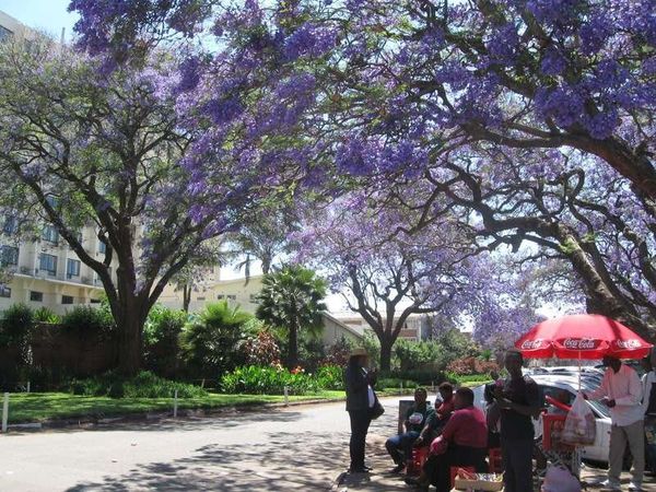 ジンバブエ・ハラレ「2013年 ジンバブエ　経済が安定した首都ハラレ、治安は昼だけ安定（場所により）」の写真：ジャガランダの木と、どこにでもいる物売り...