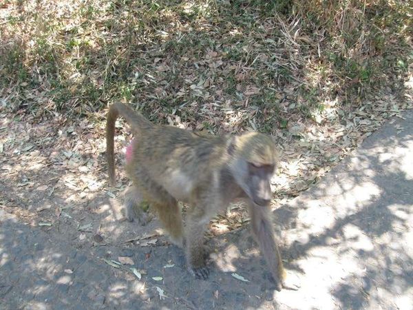 ザンビア・ビクトリアフォールズ「2013年 ザンビア 首都ルサカからビクトリアフォールズへ」の写真:バブーン