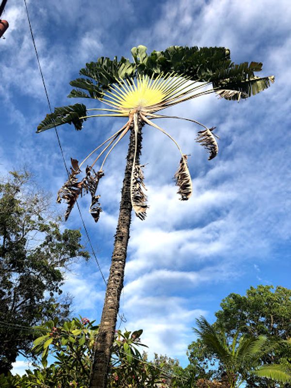 フィリピン・サンフランシスコ「フィリピンの秘境&島巡り」の写真:ダバオ散策その2
移動はジプニーで。
そ...