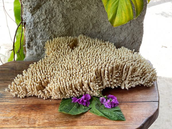 バヌアツ・タンナ島「バヌアツ大自然の旅」の写真：RockwaterResort
このホテ...