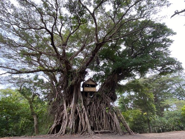 バヌアツ・タンナ島「バヌアツ大自然の旅」の写真：この日はカスタムヴィレッジへ

バヌアツ...
