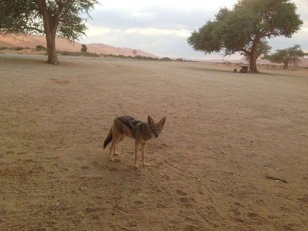 ナミビア・ナミブ砂漠「2013年 ナミビア　世界遺産ナミブ砂漠と都会の首都ウイントフーク」の写真