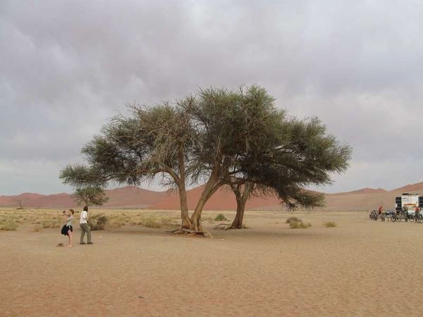 ナミビア・ナミブ砂漠「2013年 ナミビア　世界遺産ナミブ砂漠と都会の首都ウイントフーク」の写真：朝5時に起床、ナミブ砂漠へ向かう