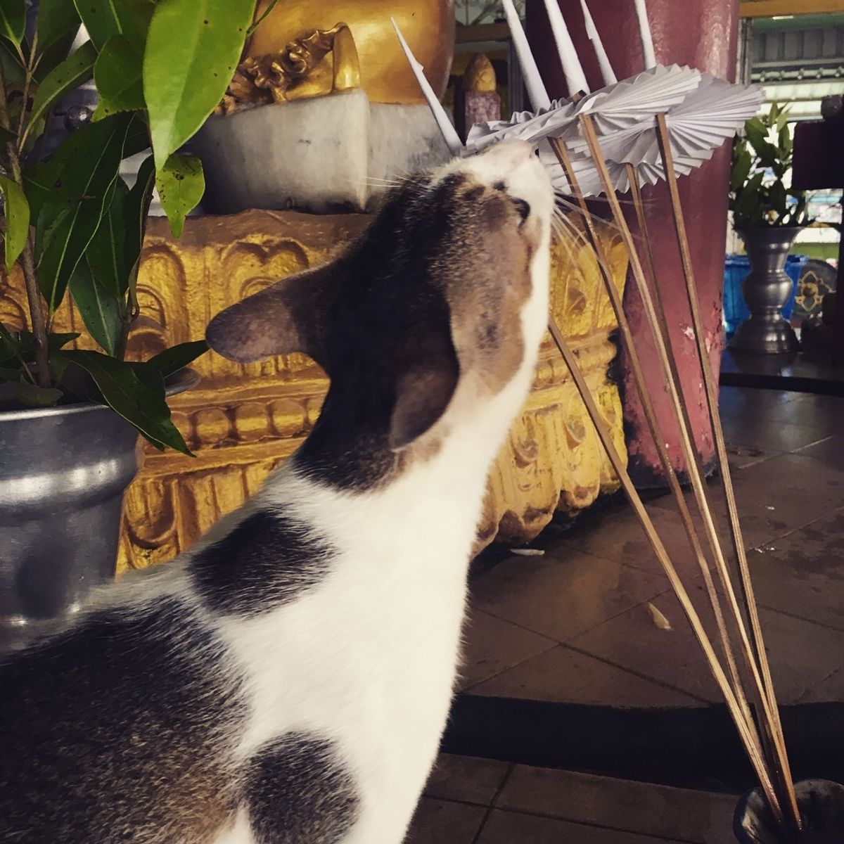 ミャンマー のイヌネコ達