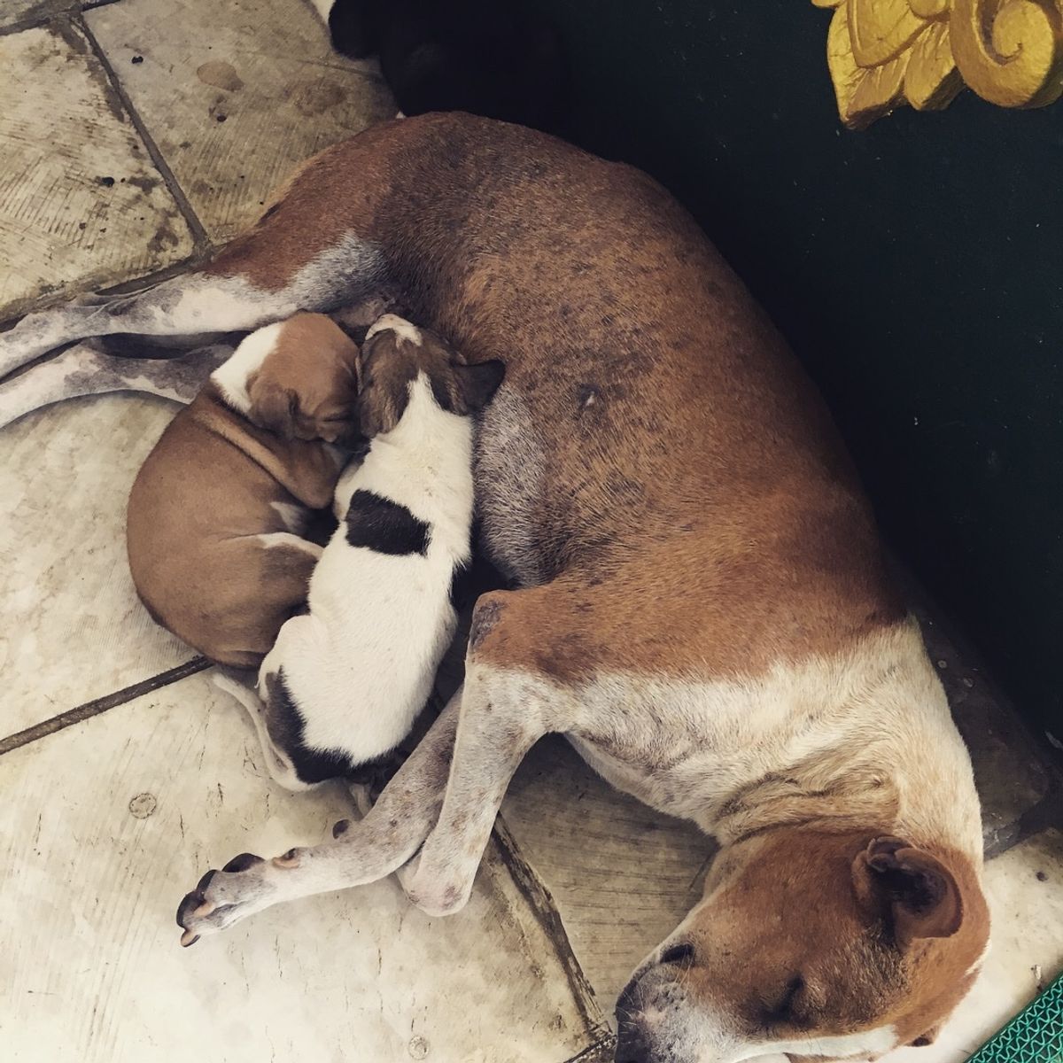 ミャンマー のイヌネコ達