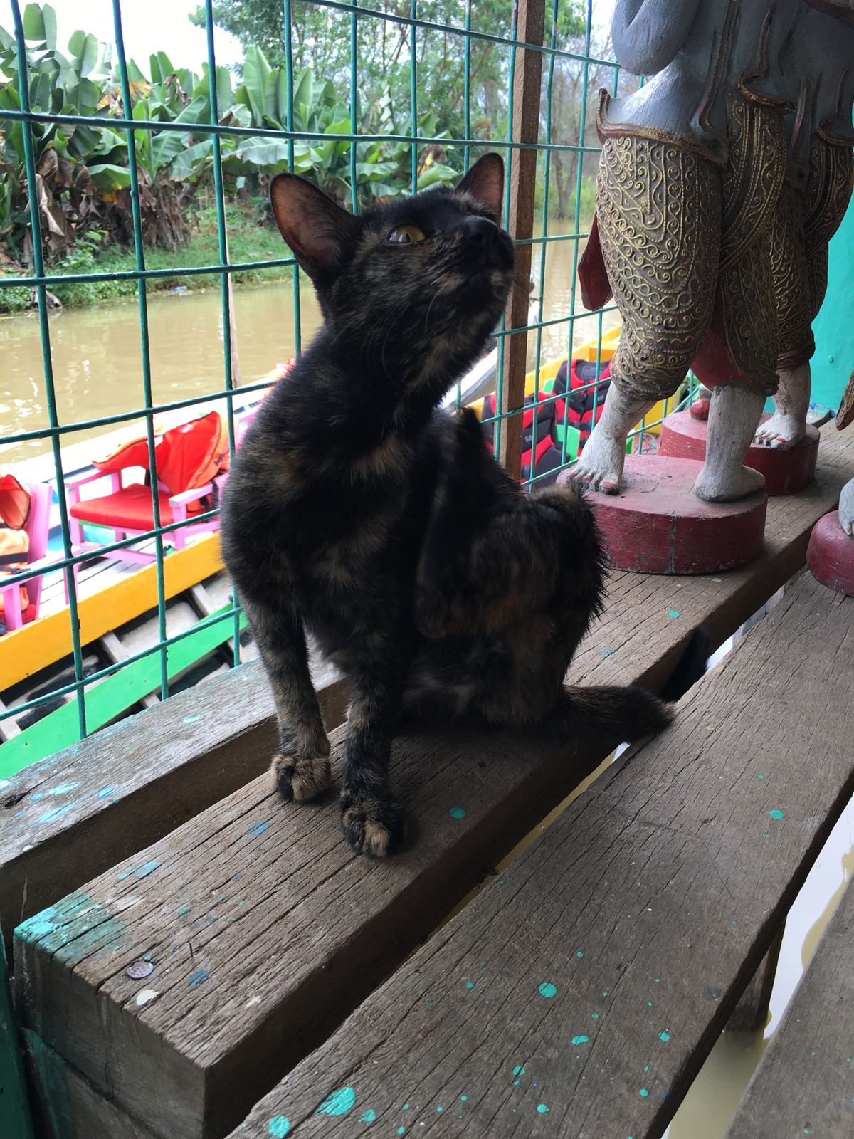 ミャンマー のイヌネコ達