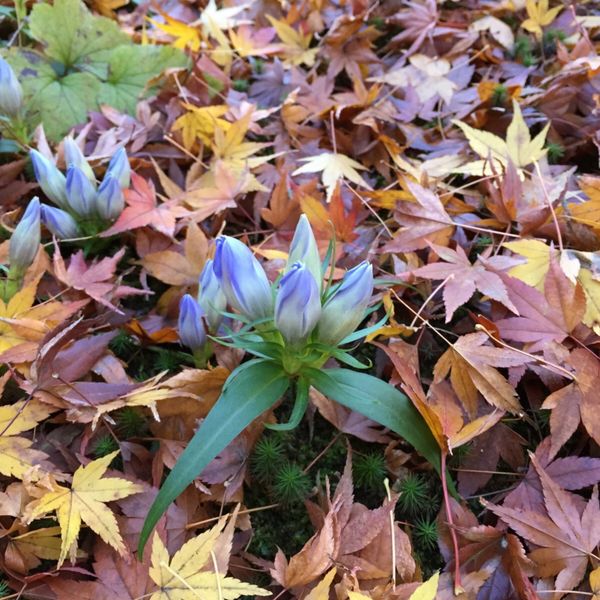 日本・鎌倉「鎌倉紅葉ハイキング・2016」の写真：北鎌倉の円覚寺と明月院