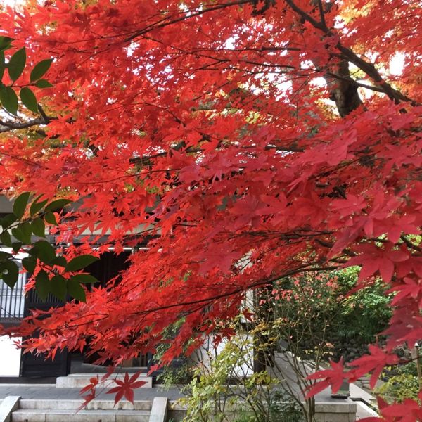日本・鎌倉「鎌倉紅葉ハイキング・2016」の写真：長谷寺。紫陽花で有名ですが、紅葉も美しい。