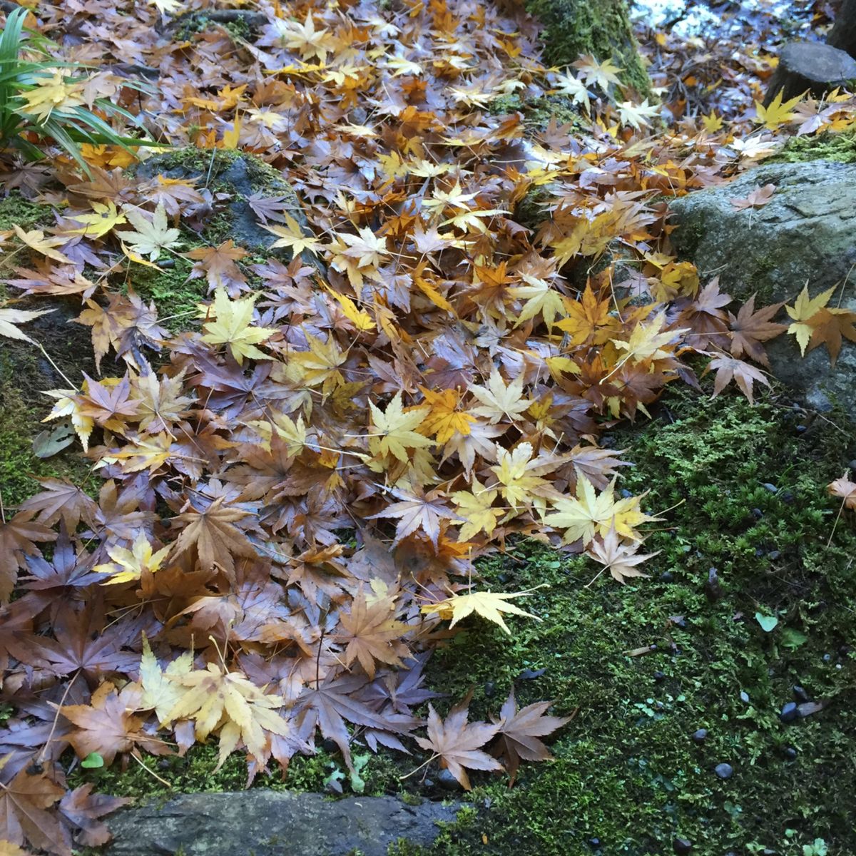 長谷寺。紫陽花で有名ですが、紅葉も美しい。