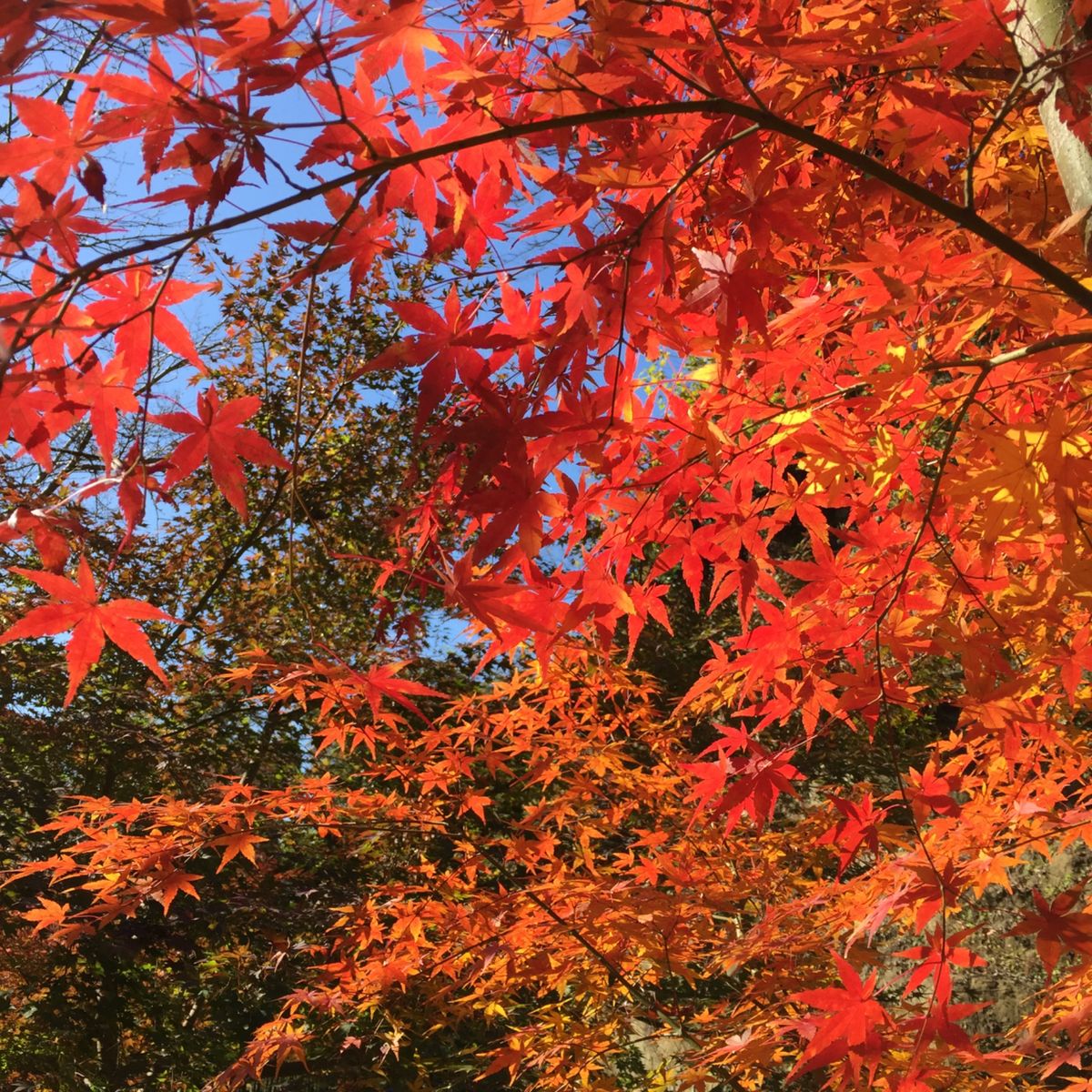 長谷寺。紫陽花で有名ですが、紅葉も美しい。