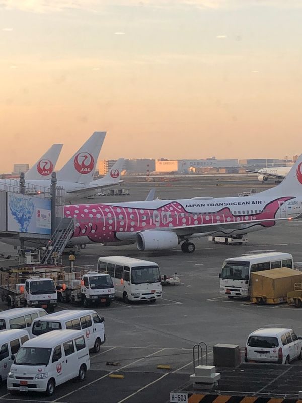 日本・島根県　出雲大社「出雲大社」の写真：出雲大社へ✈️
