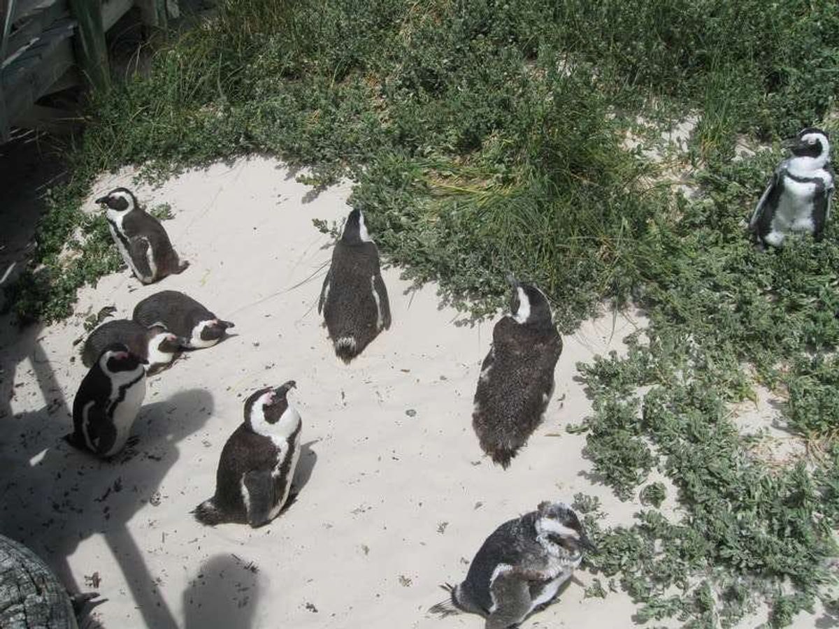 Boulders Beach