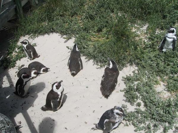 南アフリカ・ケープタウン「2013年 南アフリカ共和国　ケープタウンから喜望峰へ」の写真：Boulders Beach