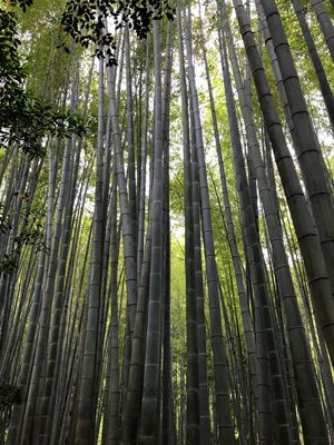 報国寺
