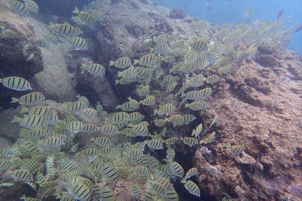 アメリカ(米国)・ホノルル「ハワイ」の写真：シャークスコーブ