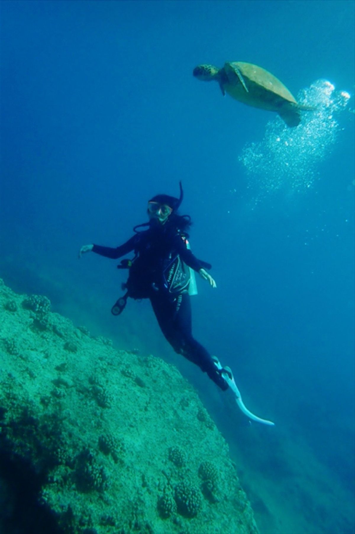 シャークスコーブ