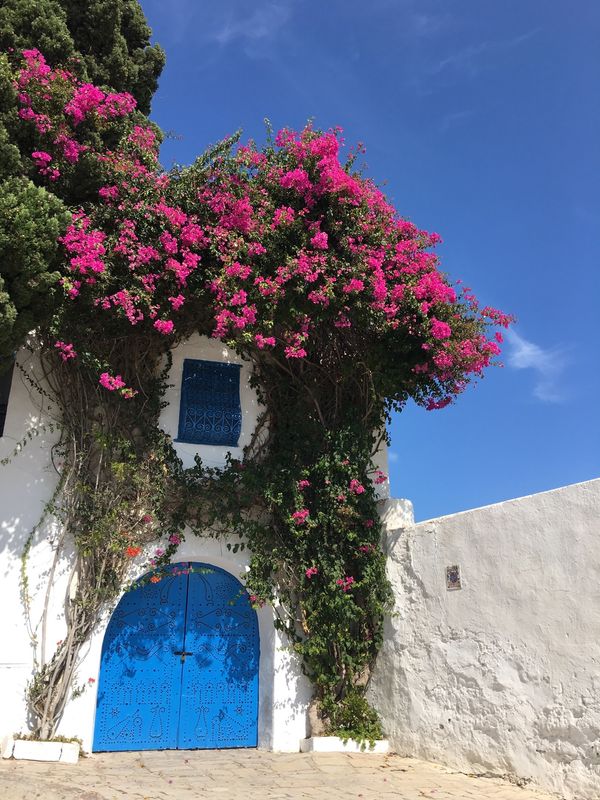 チュニジア・チュニス「夏休みチュニジア」の写真