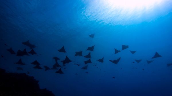 北マリアナ諸島・サイパン「サイパン」の写真：３日目
マダラトビエイ狙い
・ソフトクリ...