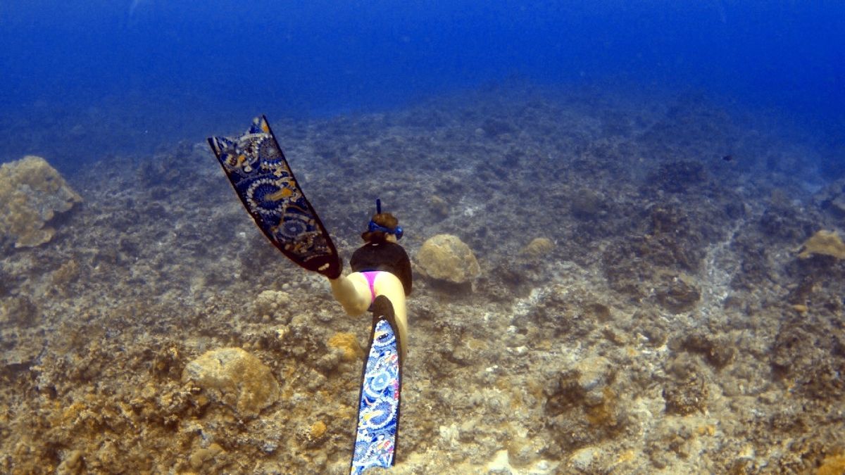 1日目
スキンダイビング