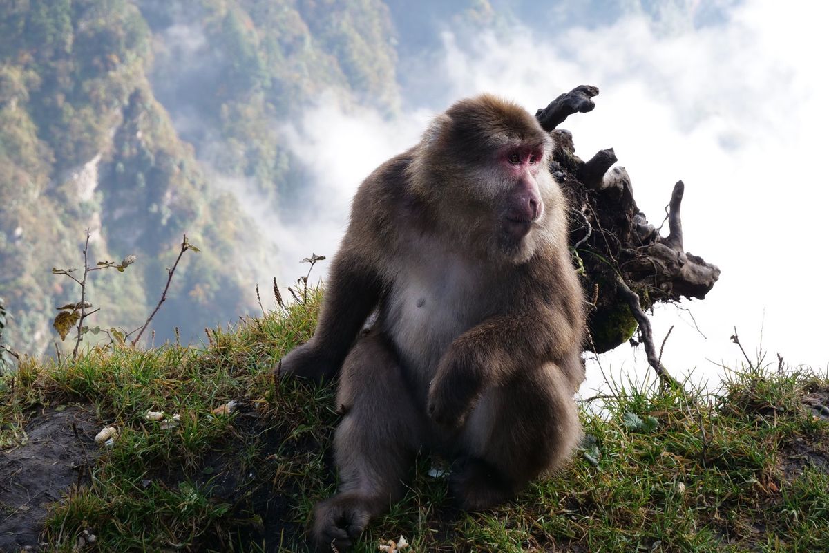 世界遺産の峨眉山へ。頂上は3000m超え。
成都から3時間くらいバスで行く...