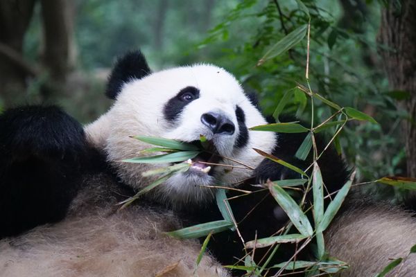 中国・成都Chengdu「四川省弾丸旅」の写真：成都にあるジャイアントパンダの繁殖研究所...