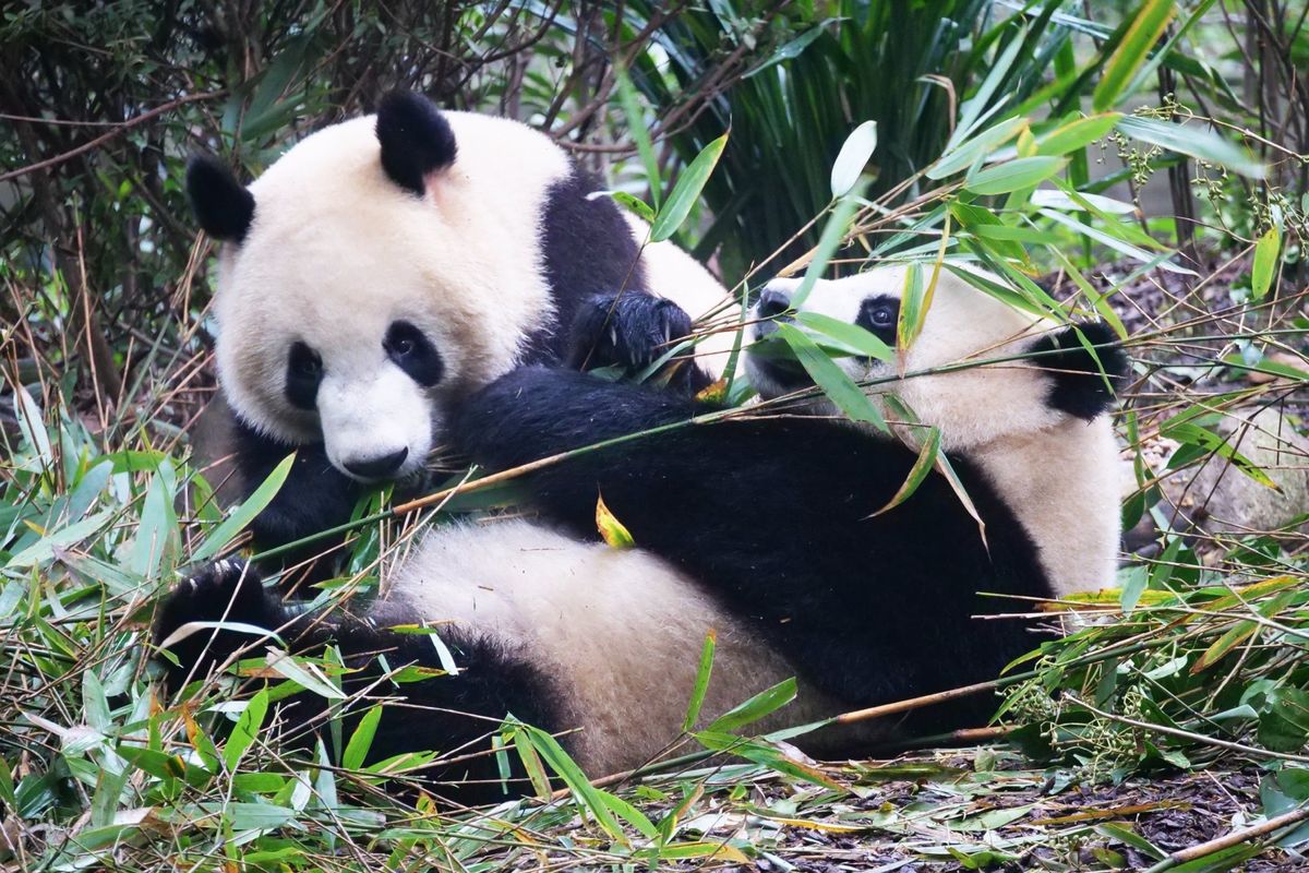 成都にあるジャイアントパンダの繁殖研究所へ。
一生分のパンダを見たので、上...