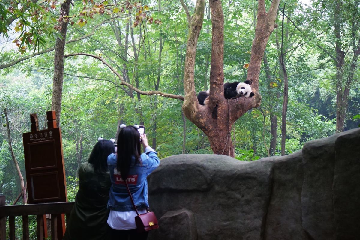 成都にあるジャイアントパンダの繁殖研究所へ。
一生分のパンダを見たので、上...