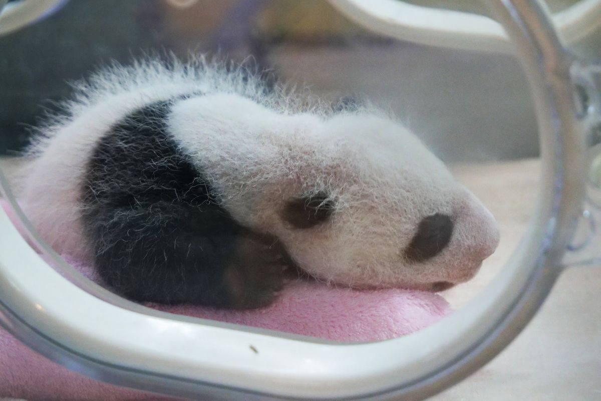 成都にあるジャイアントパンダの繁殖研究所へ。
一生分のパンダを見たので、上...