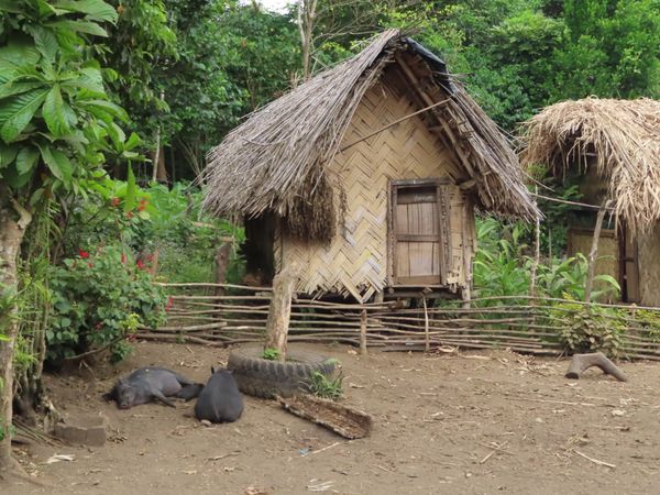 バヌアツ・タンナ島「バヌアツ大自然の旅」の写真：家は🌴やしの木の葉っぱとかを使って作るら...