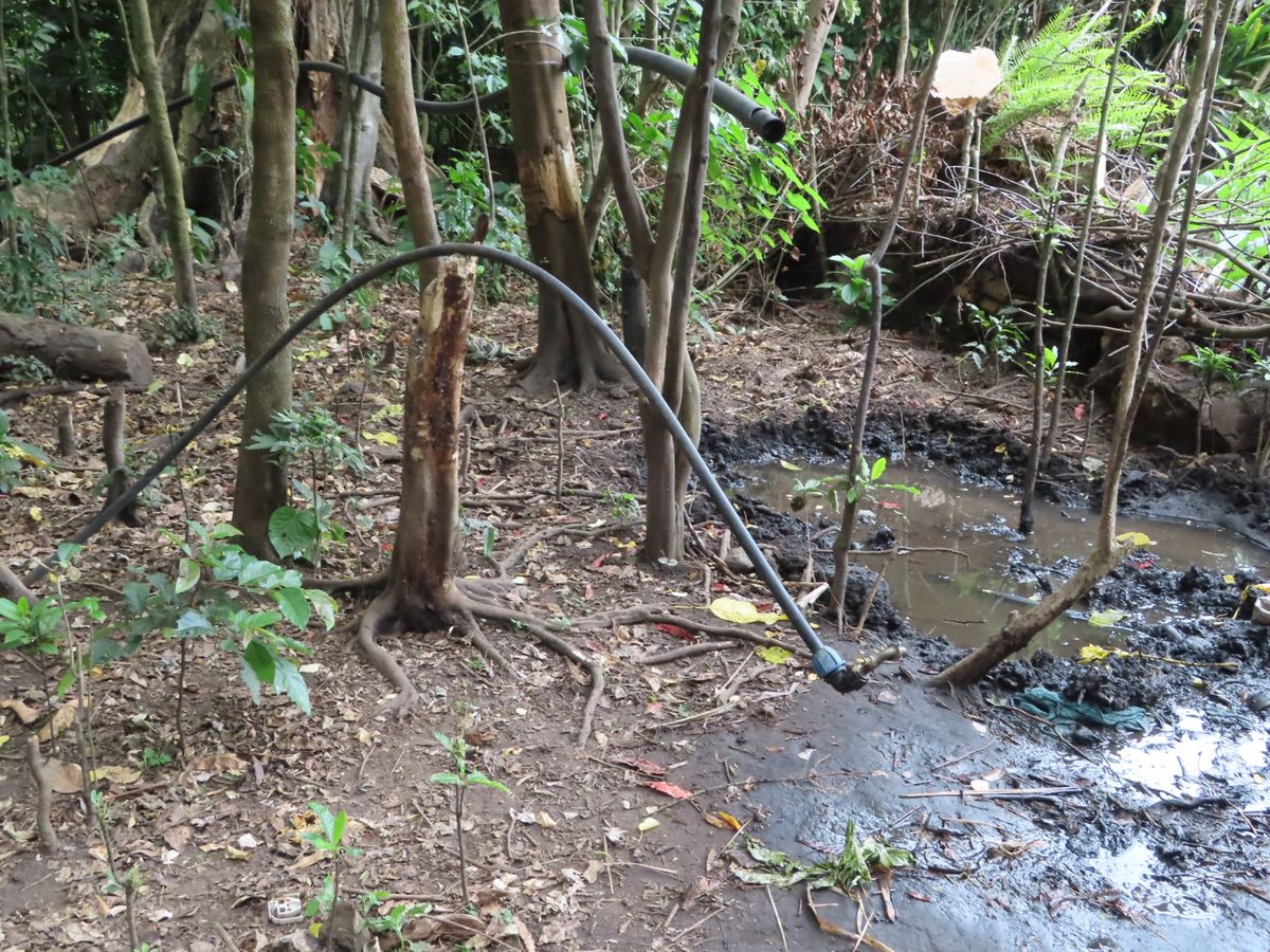 家は🌴やしの木の葉っぱとかを使って作るらしい
何ヶ月持つって言ってたかなぁ...