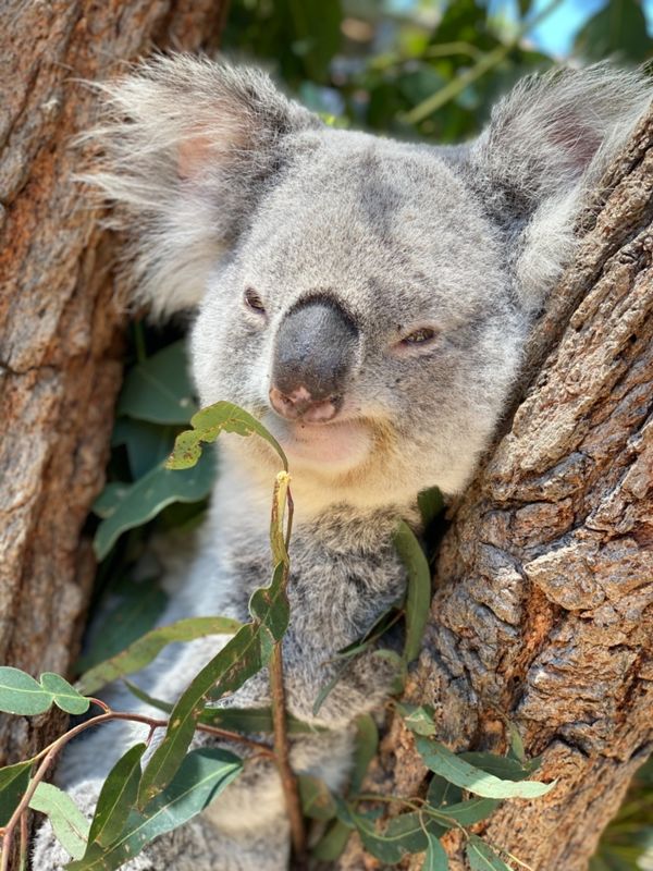 オーストラリア連邦・シドニー「動物達と戯れたシドニー」の写真：タロンガ動物園

正直言うと実際に見るま...