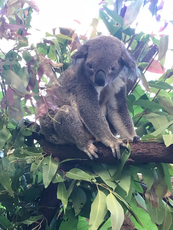 オーストラリア連邦・ケアンズ「〜ケアンズ〜何でもジャーキーにしがち🇦🇺」の写真：コアラのやる気のなさ100点満点💯