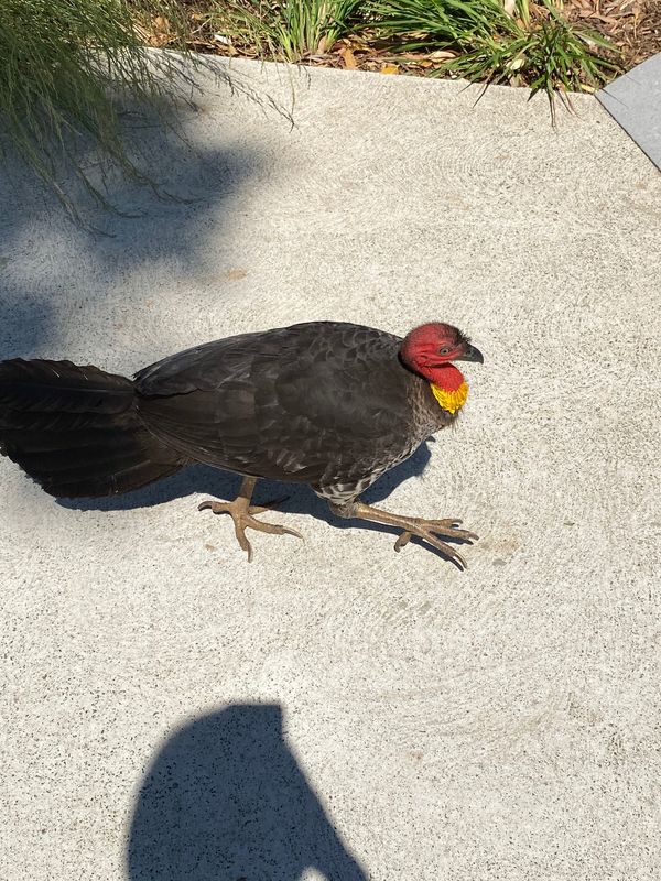 オーストラリア連邦・シドニー「動物達と戯れたシドニー」の写真：タロンガ動物園のキッシュ泥棒🦃

この鳥...