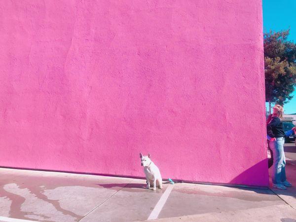 アメリカ(米国)・ロサンゼルス「〜ロサンゼルス〜アメリカンドリーム秒で諦めがち🇺🇸」の写真：ポールスミスに映えがすぎるイッヌがおった